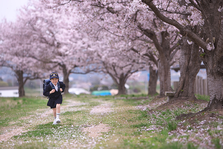 入学桜ロケーション